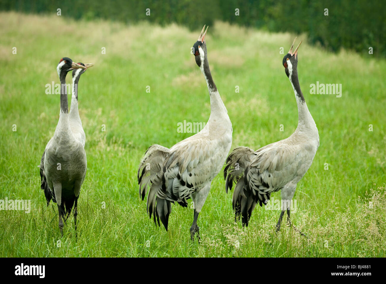 Common, European or Eurasian Cranes (Grus grus). Calling. 'Bugling'. Stock Photo