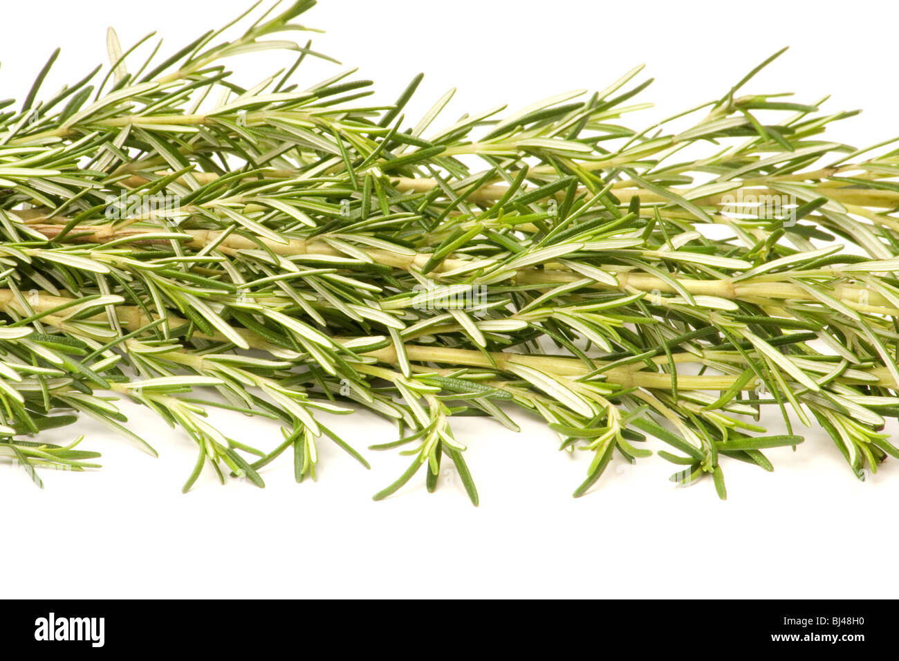 Bunch of fresh rosemary on white background Stock Photo - Alamy