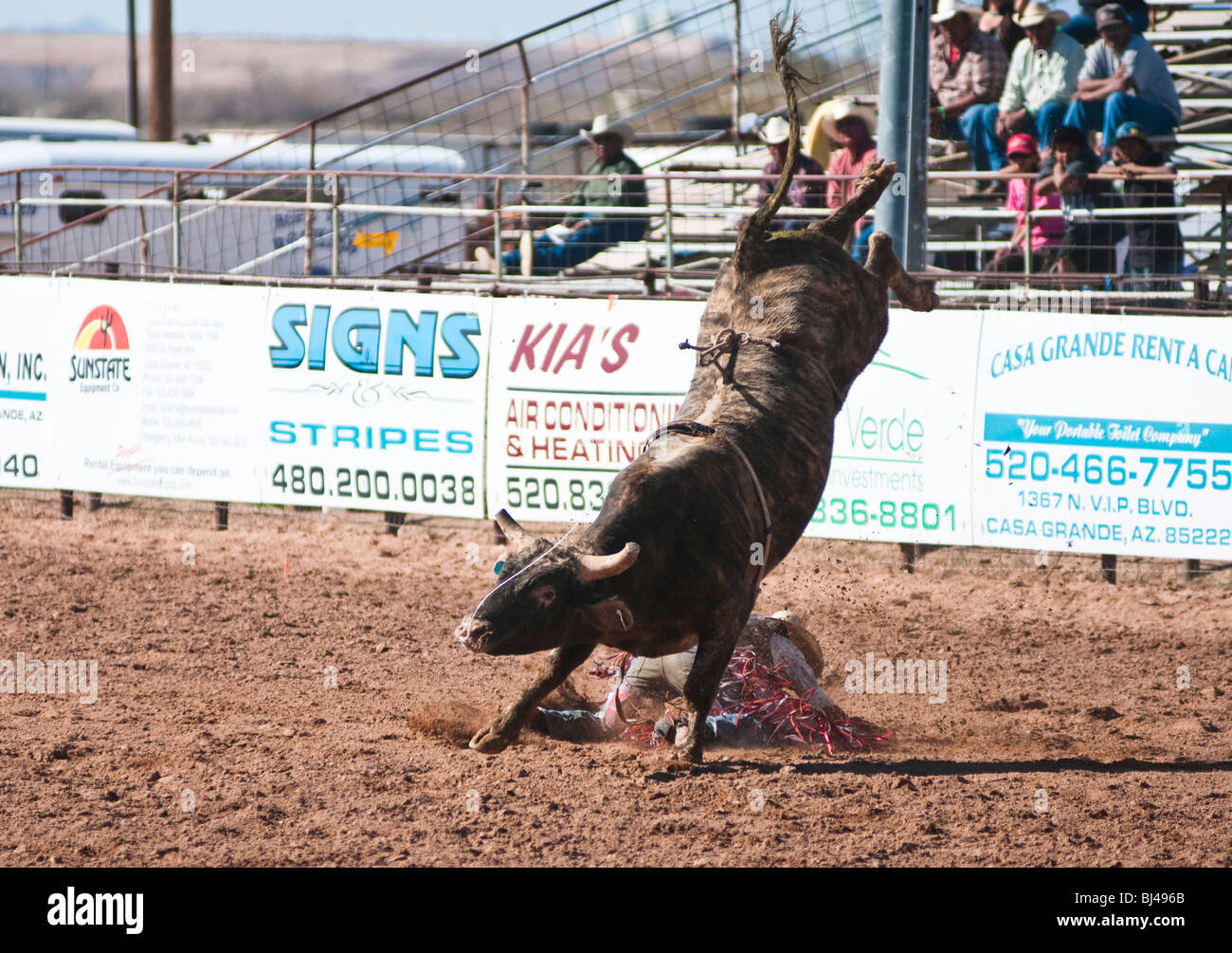 a cowboy competes in the bull riding event during the O'Odham Tash all ...