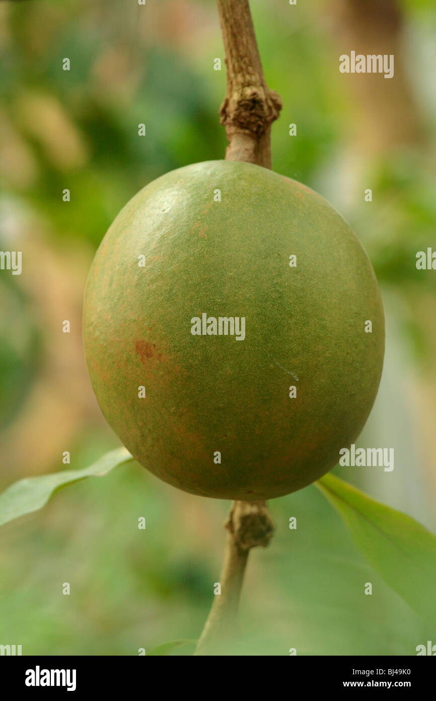 Calabash (Crescentia jucete), fruit on the tree Stock Photo