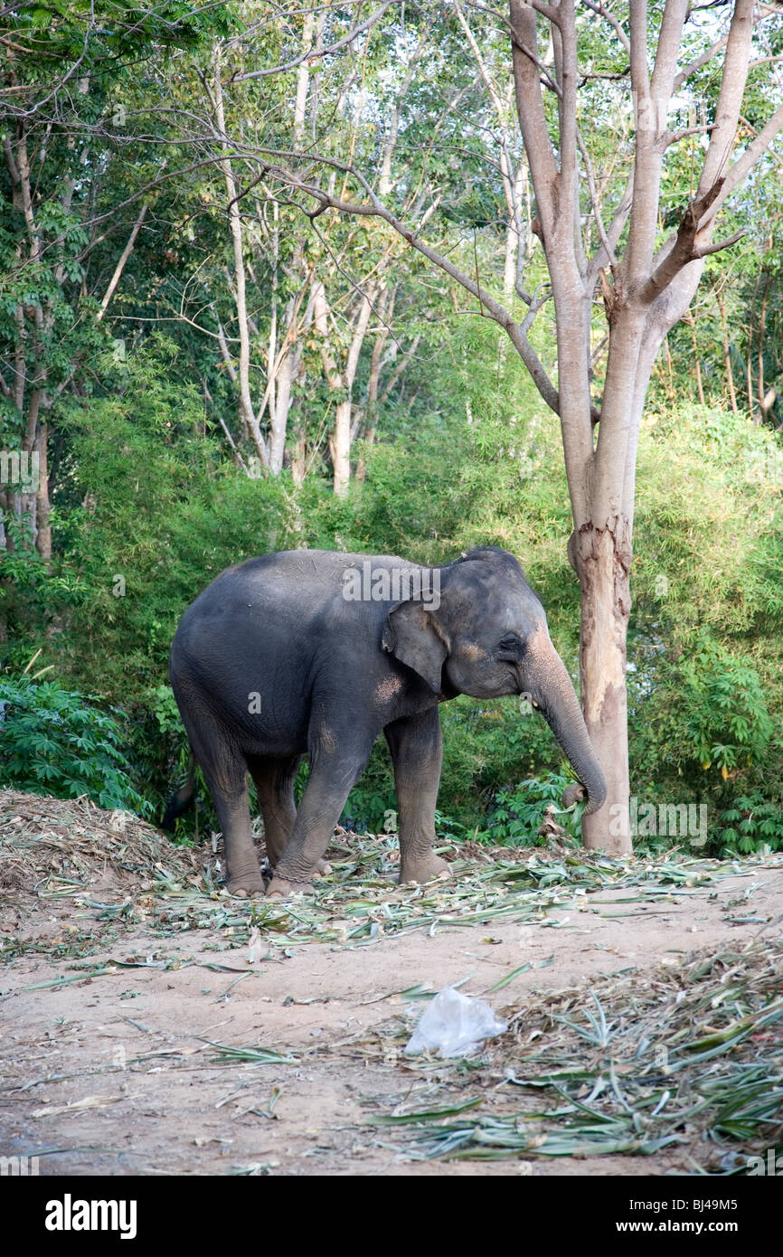 Elephants eating leaves hi-res stock photography and images - Alamy