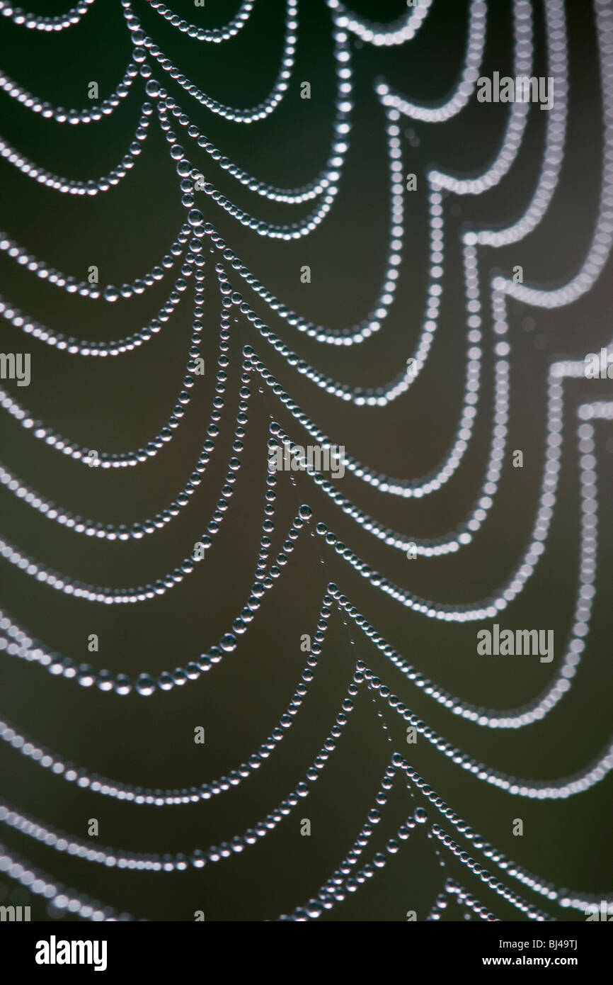 Dewy spider web Stock Photo