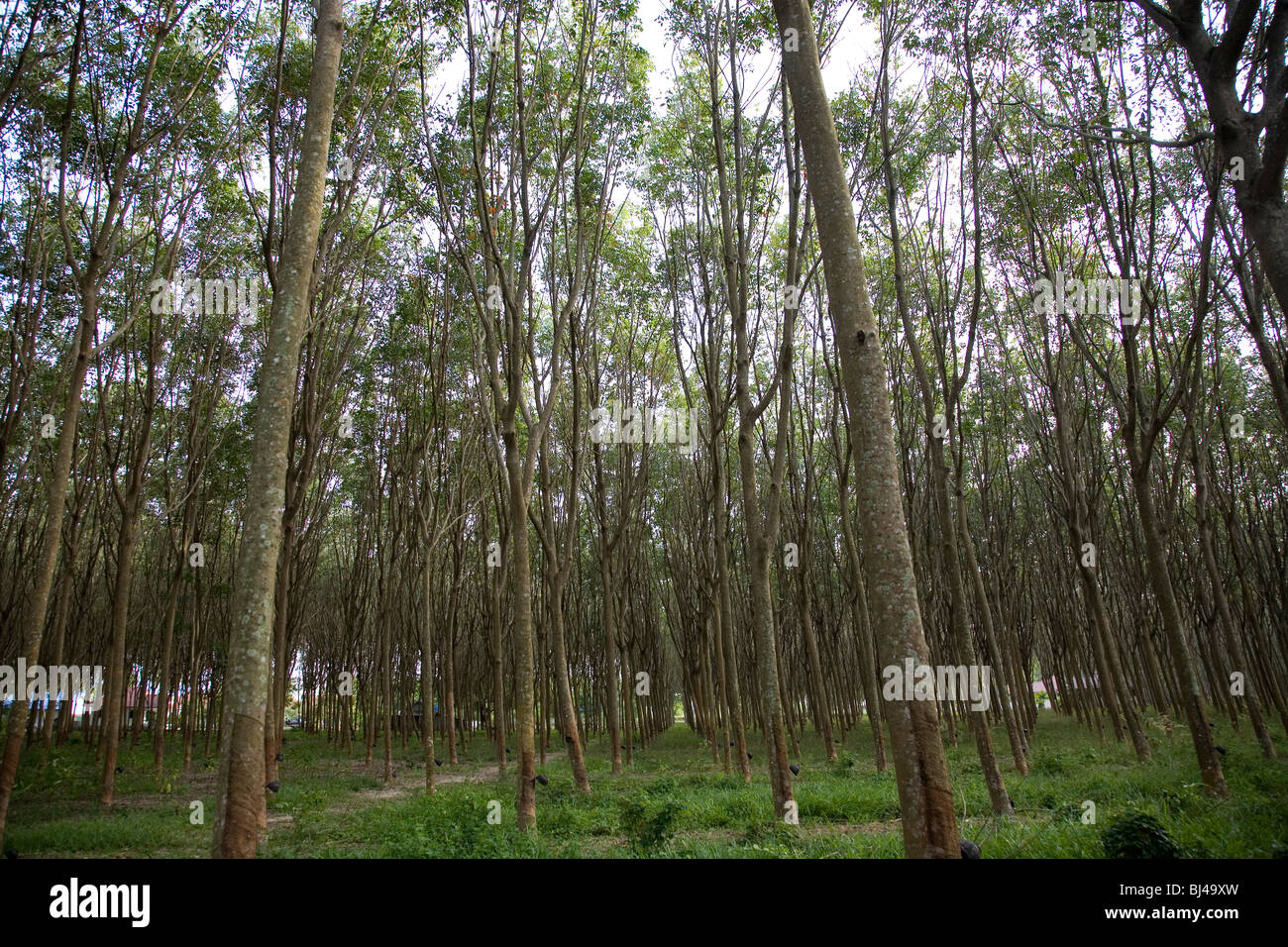 Rubber tree plantation thailand hires stock photography and images Alamy
