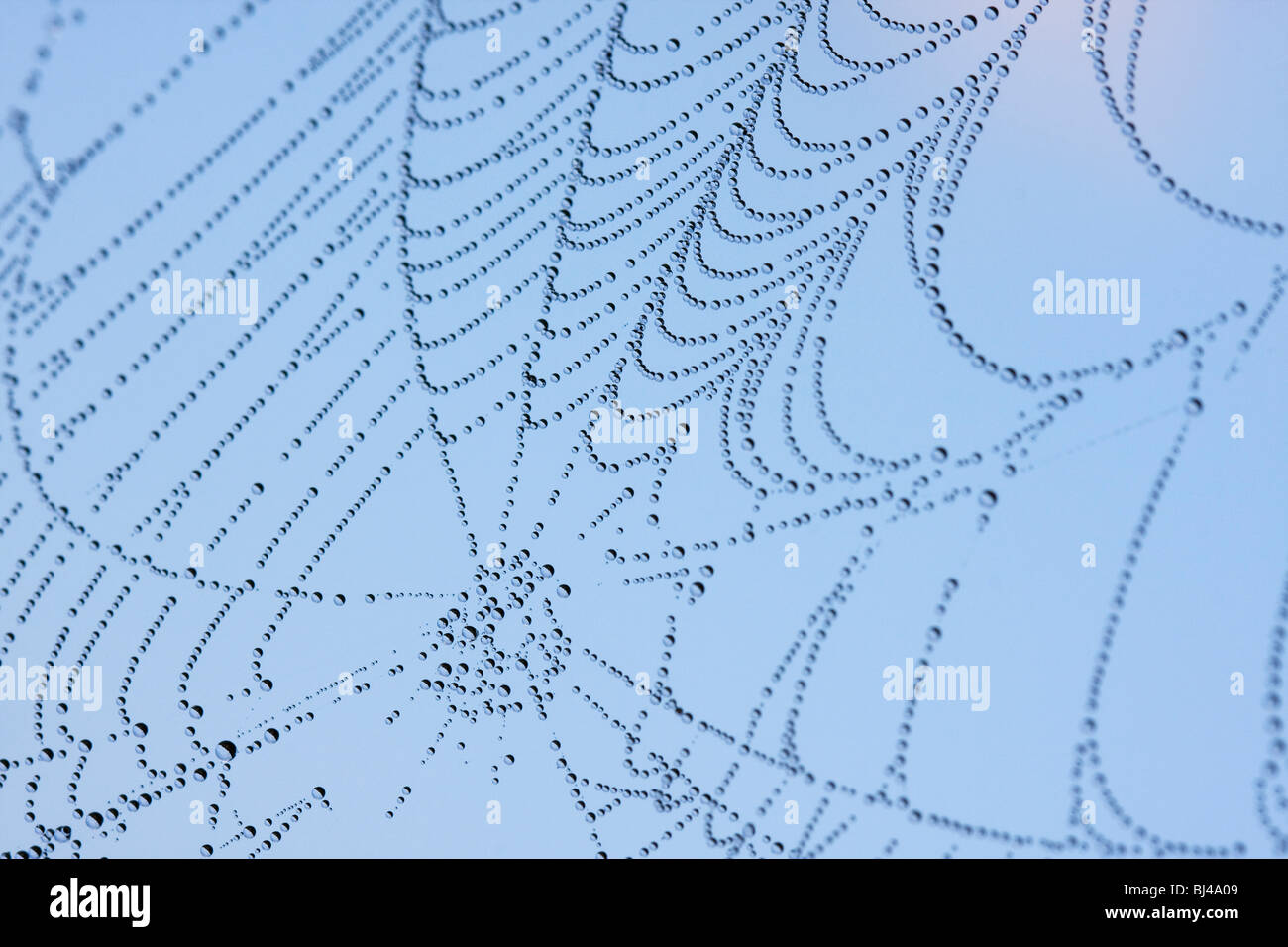 Dewy spider web Stock Photo