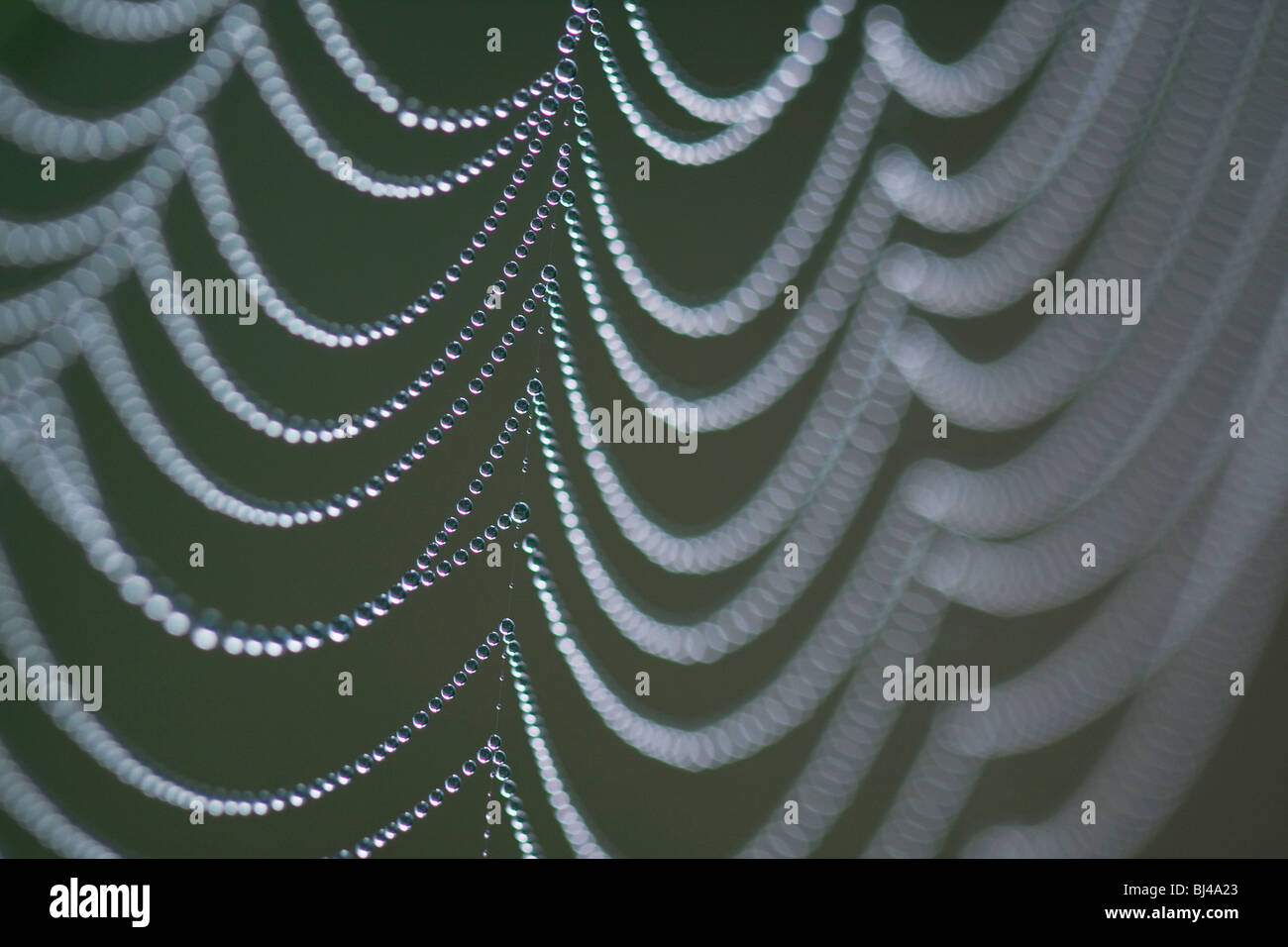 Dewy spider web Stock Photo