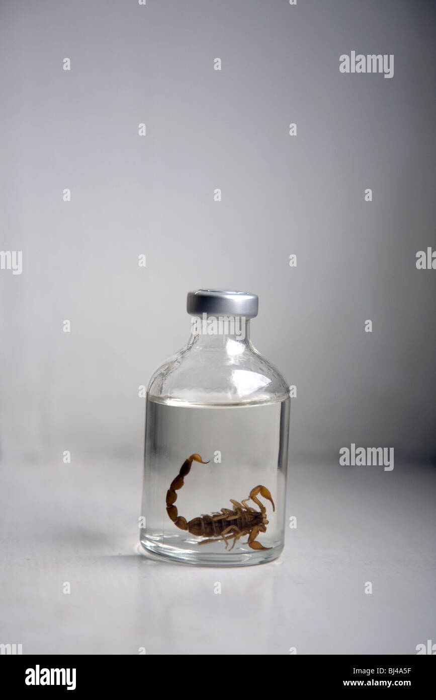 scorpion in miniature vodka bottle Stock Photo