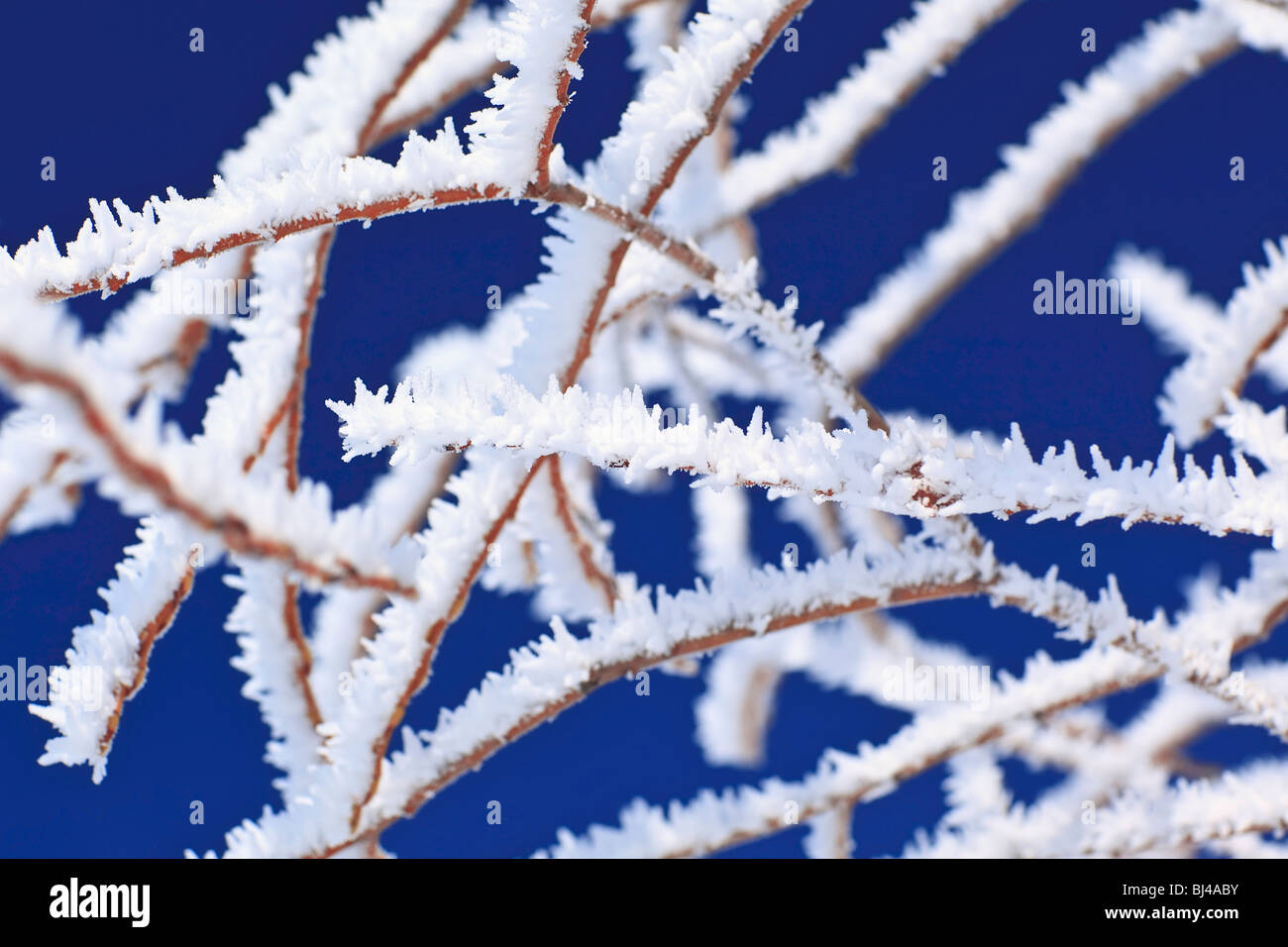 Hoar frost covered branches on a clear winter day, Winnipeg, Manitoba, Canada. Stock Photo