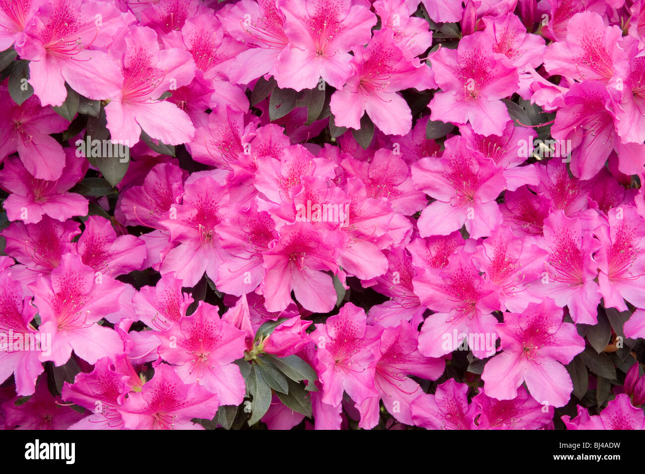 Spring time Azaleas bloom on many of the houses that line the historic