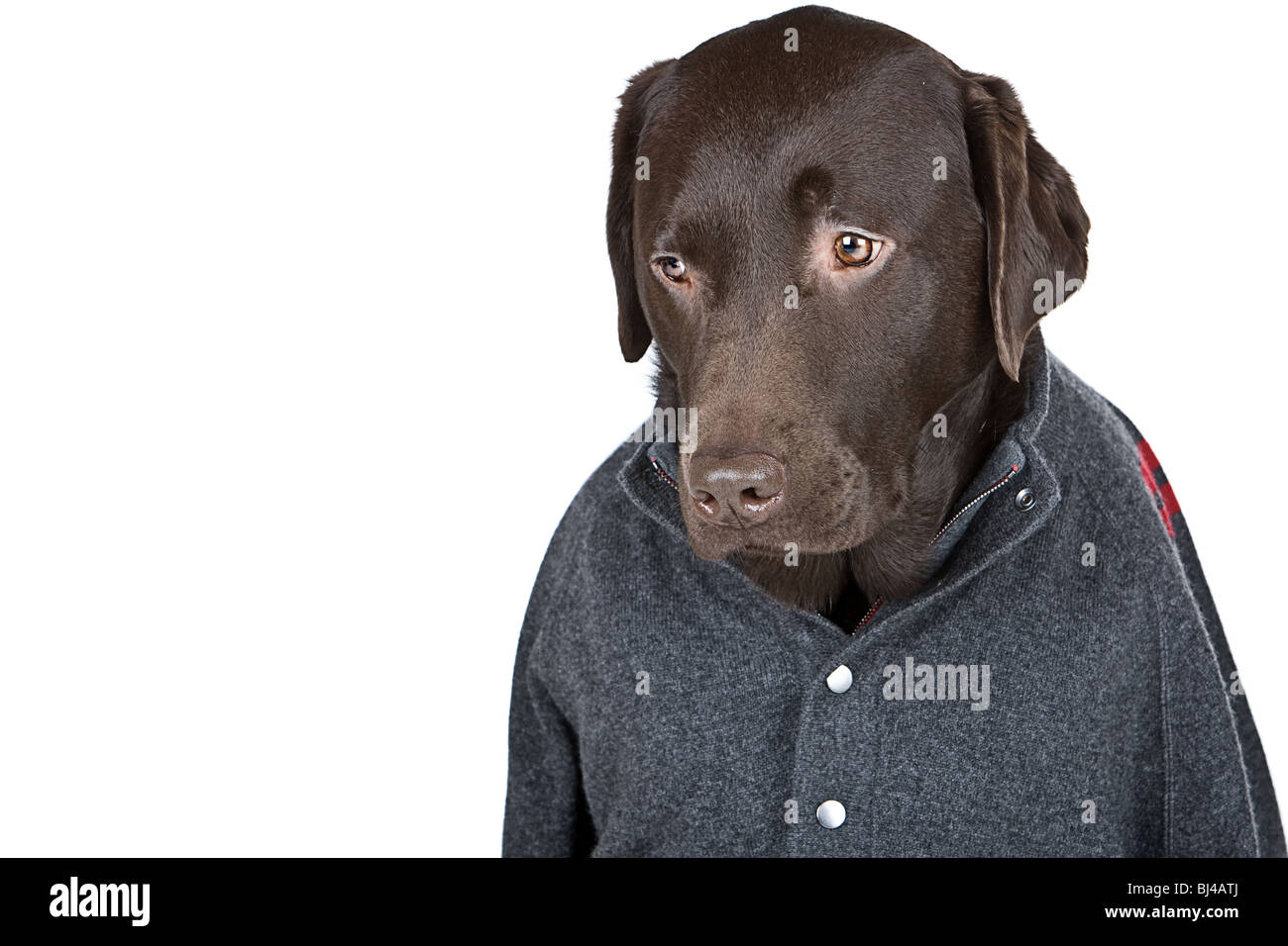 Shot of a Handsome Chocolate Labrador in Grey Jumper Looking Down