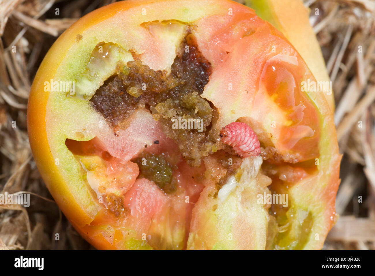 Tomatoe / tomato Helios species fruitworm destroying the inside of a perfectly good tomato / tomatoe Stock Photo