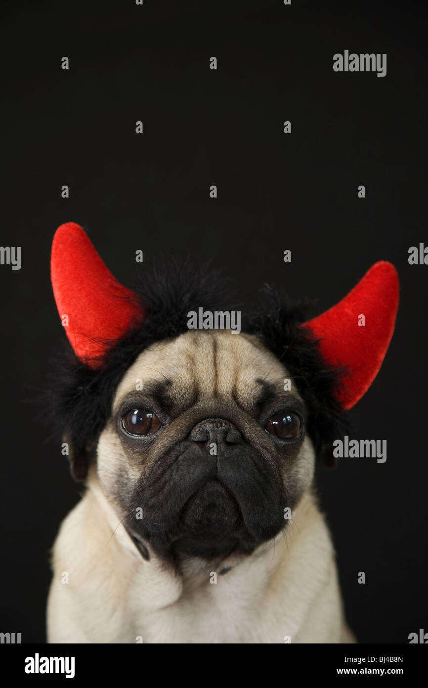 Young pug with devil horns, portrait Stock Photo