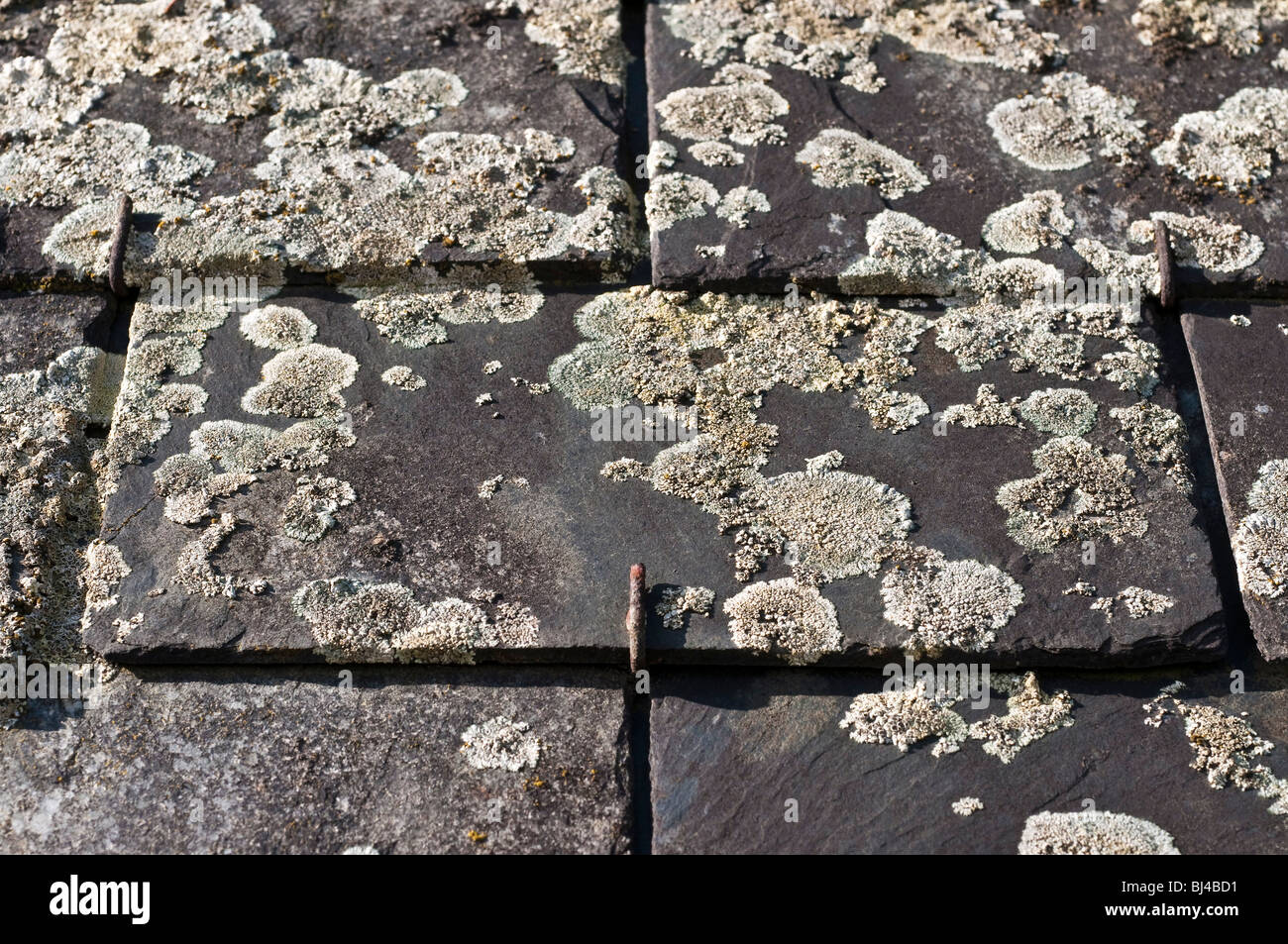 Lichen on roof lichen hires stock photography and images Alamy