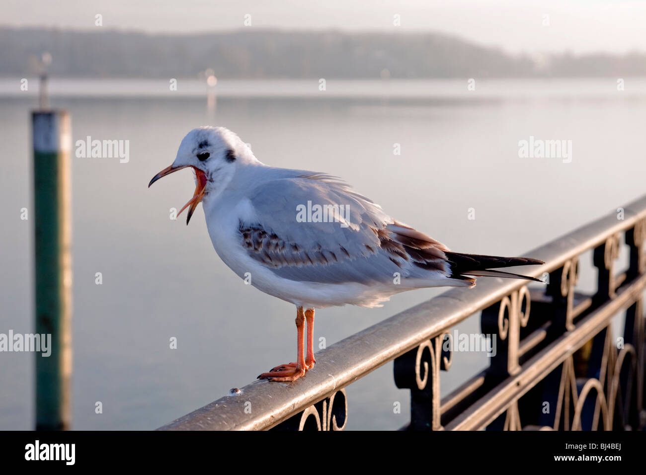 Gull (Larus ridibundus) on a metal railing at the port of Constance, with a view of the Konstanzer Trichter Bay, Konstanz, Bade Stock Photo
