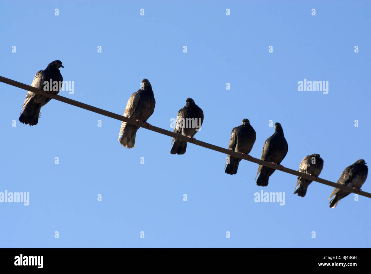 Doves sitting on powerline Stock Photo Alamy