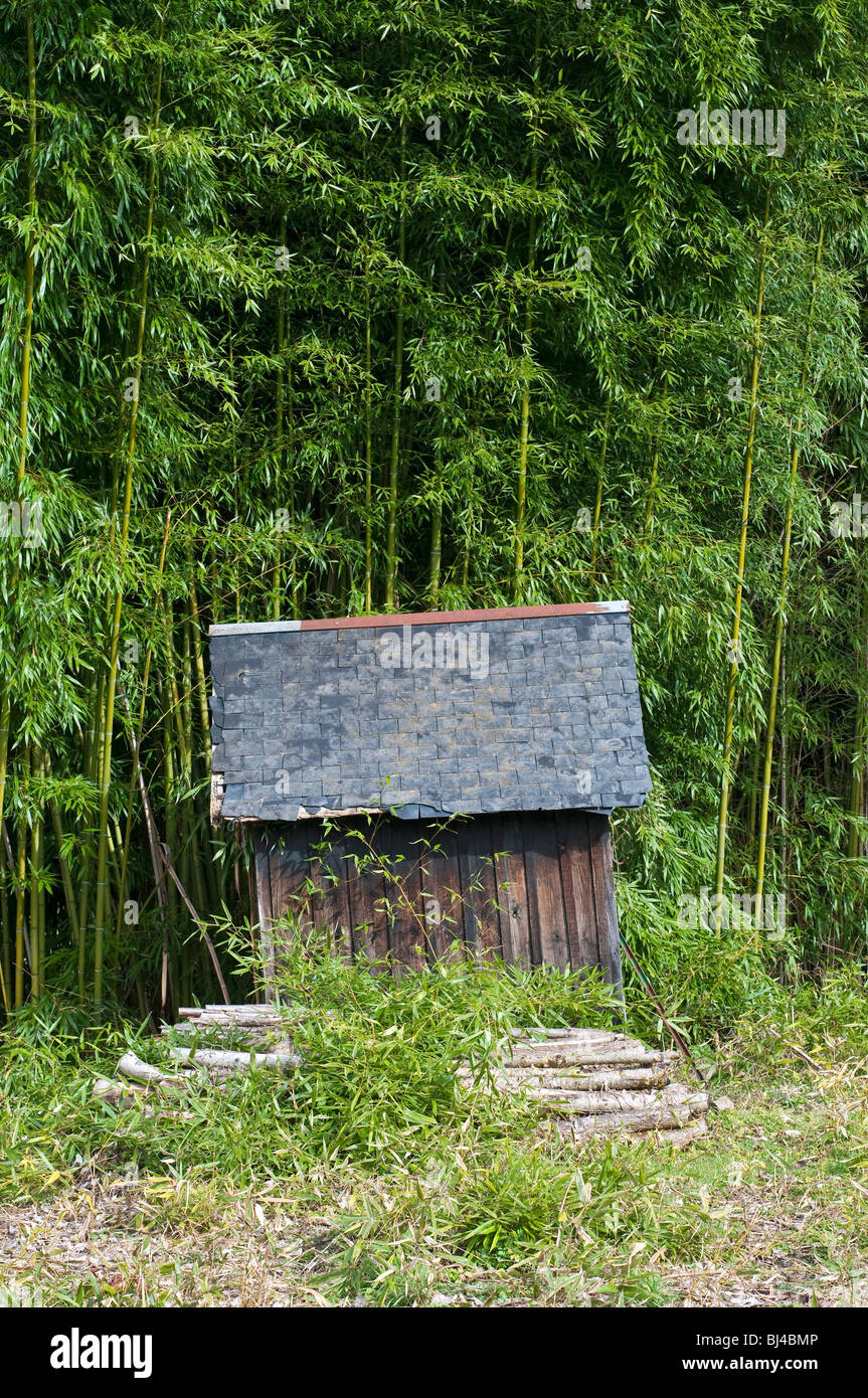 Small shed in bamboo garden - France. Stock Photo