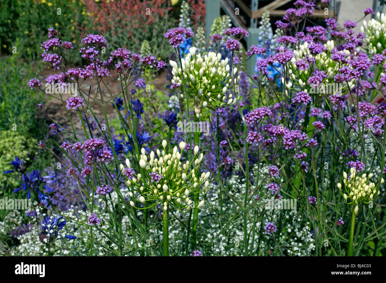 a colourful herbaceous flower border in a english country garden