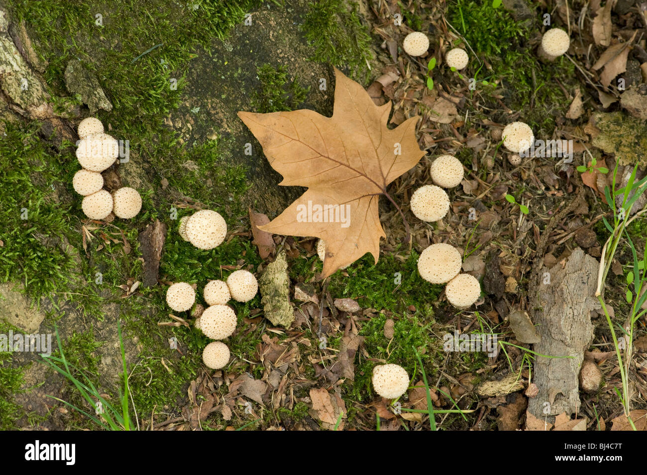 Puff balls around base of London plane tree, Platanus X hispanica  in autumn Stock Photo