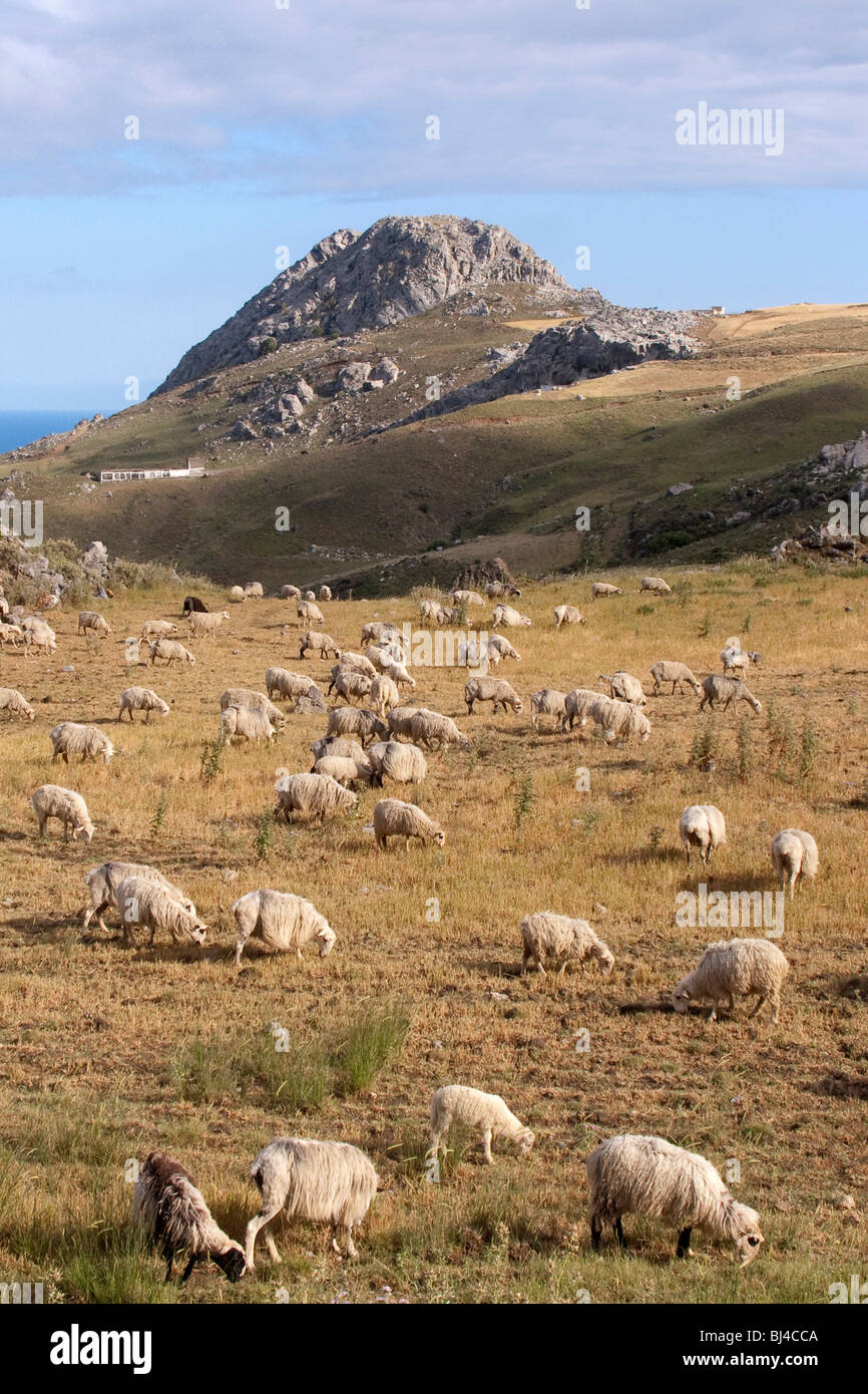 Sheep grazing near Plakias, Crete, Greece, Europe Stock Photo