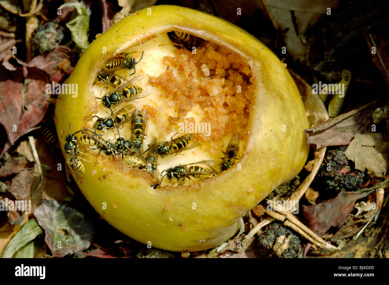 Common wasps or yellow jackets, Vespula vulgaris, feeding on apple on compost heap. Stock Photo