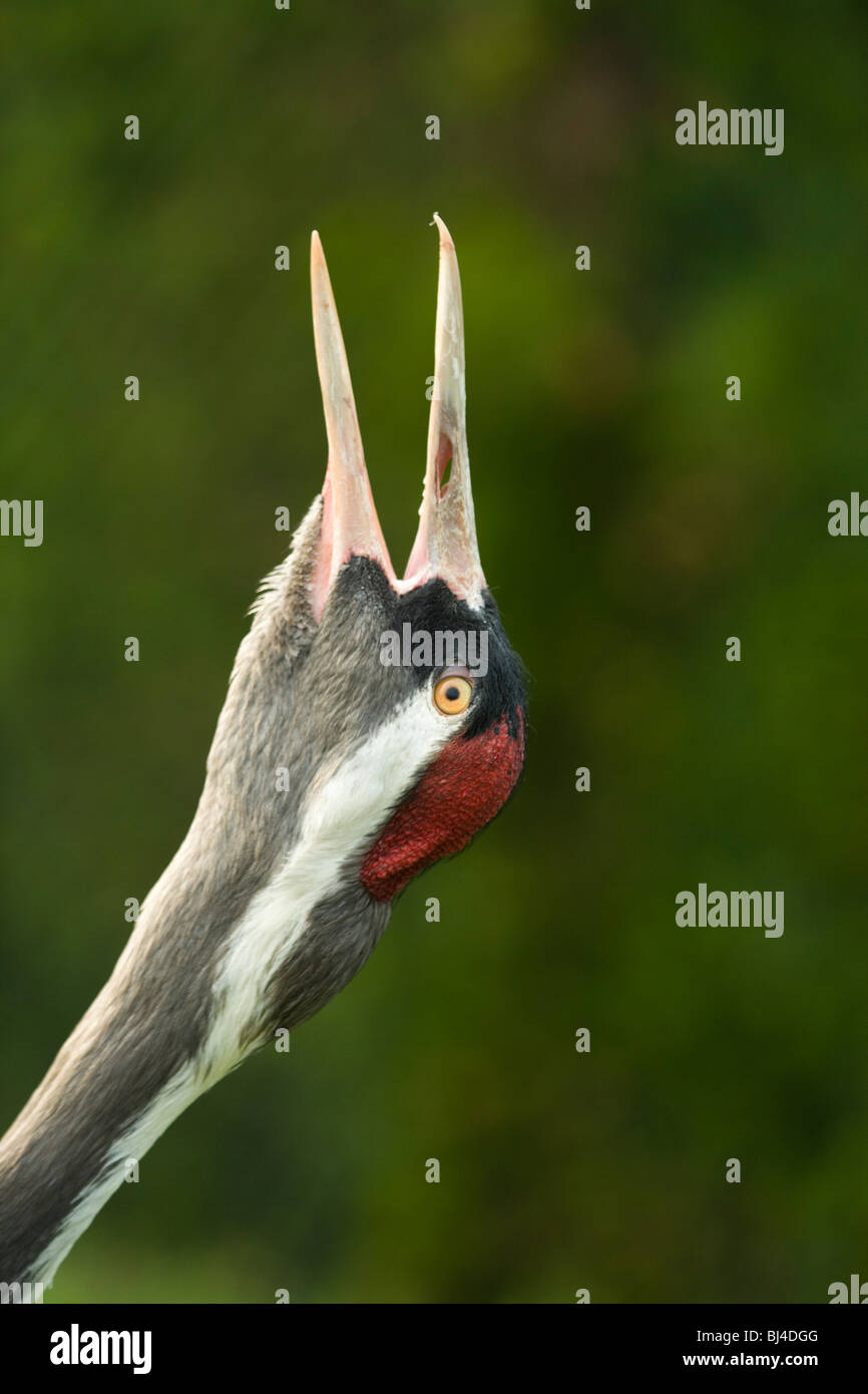 Common, European or Eurasian Crane (Grus grus). Calling. 'Bugling'. Stock Photo
