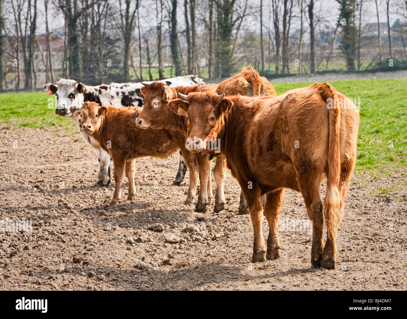 Cows in a field Stock Photo