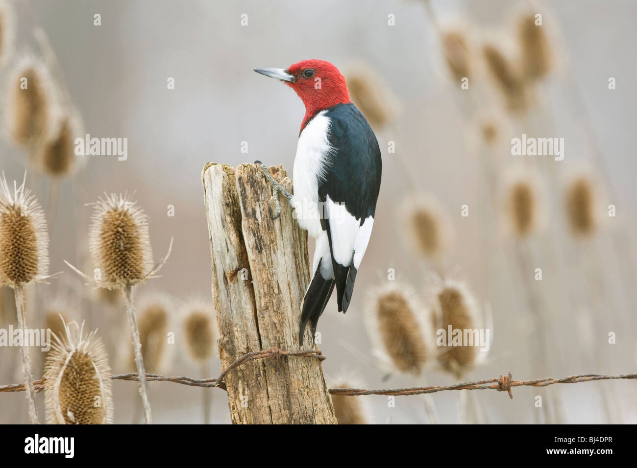 Red-headed Woodpecker on Fence Post Stock Photo