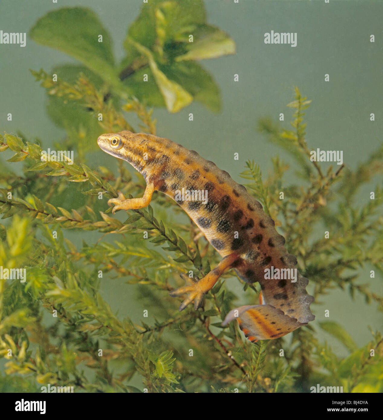 Male common or smooth newt Triturus vulgaris in breeding dress Stock Photo