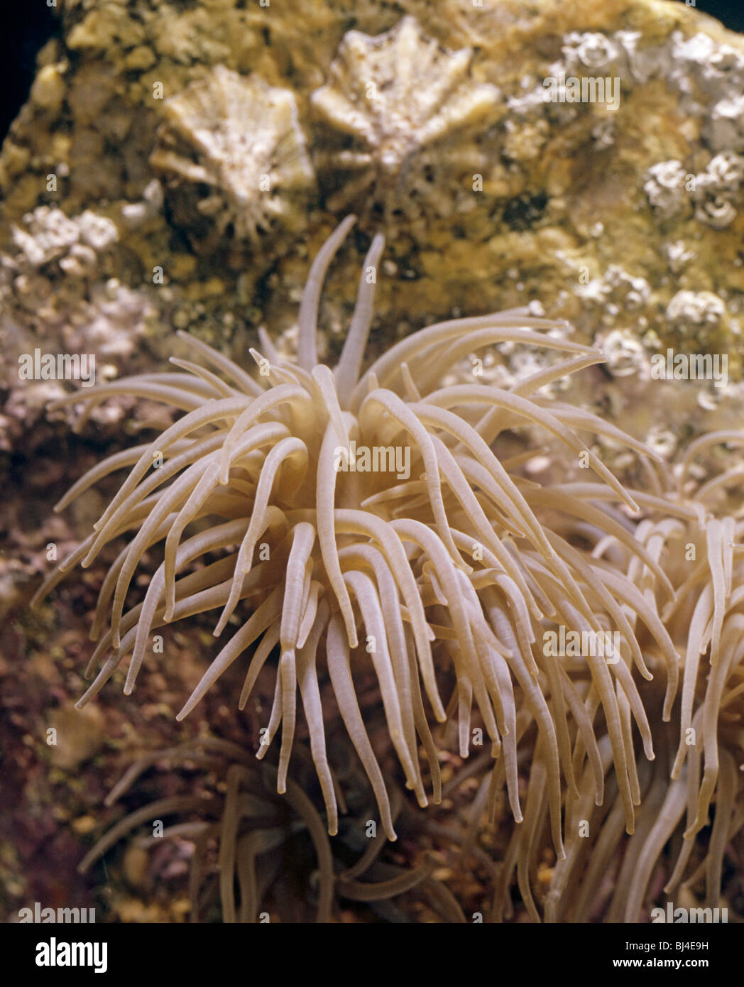 Snakelocks sea anemones, Anemonia viridis, has tentacles which are rarely withdrawn into the column. Stock Photo