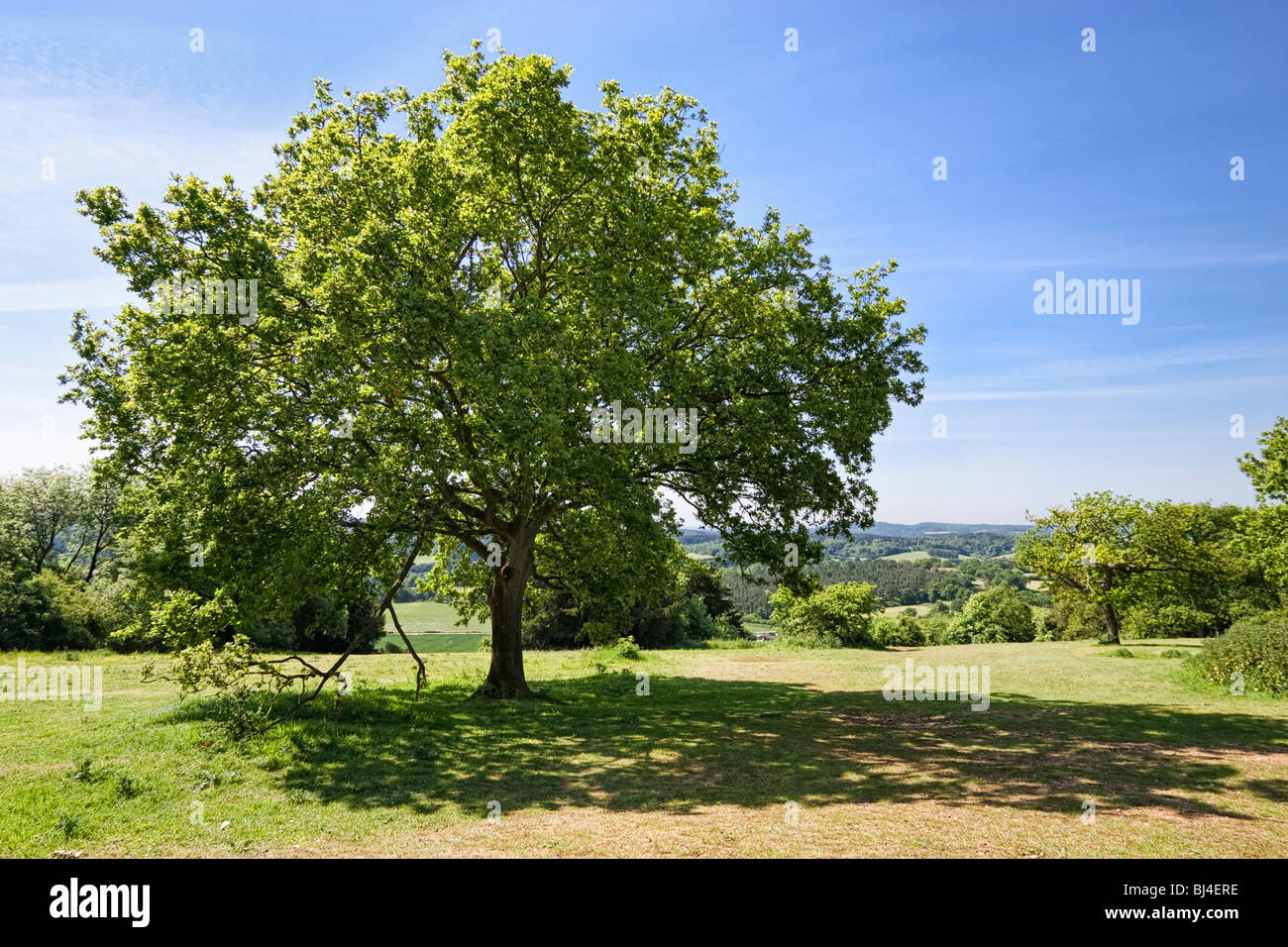 Old Oak tree, North Downs, Surrey hills, England, UK Stock Photo