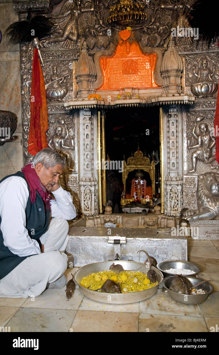 Karni Mata Temple (Rats Temple). Deshnok (near Bikaner). Rajasthan. India Stock Photo