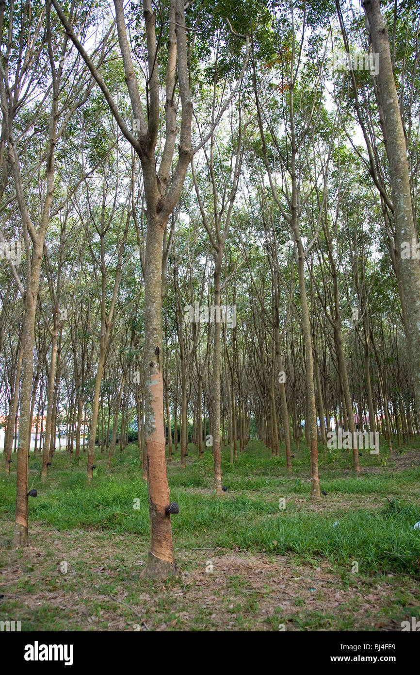 Pará Rubber Tree plantation in Phuket Thailand Stock Photo Alamy