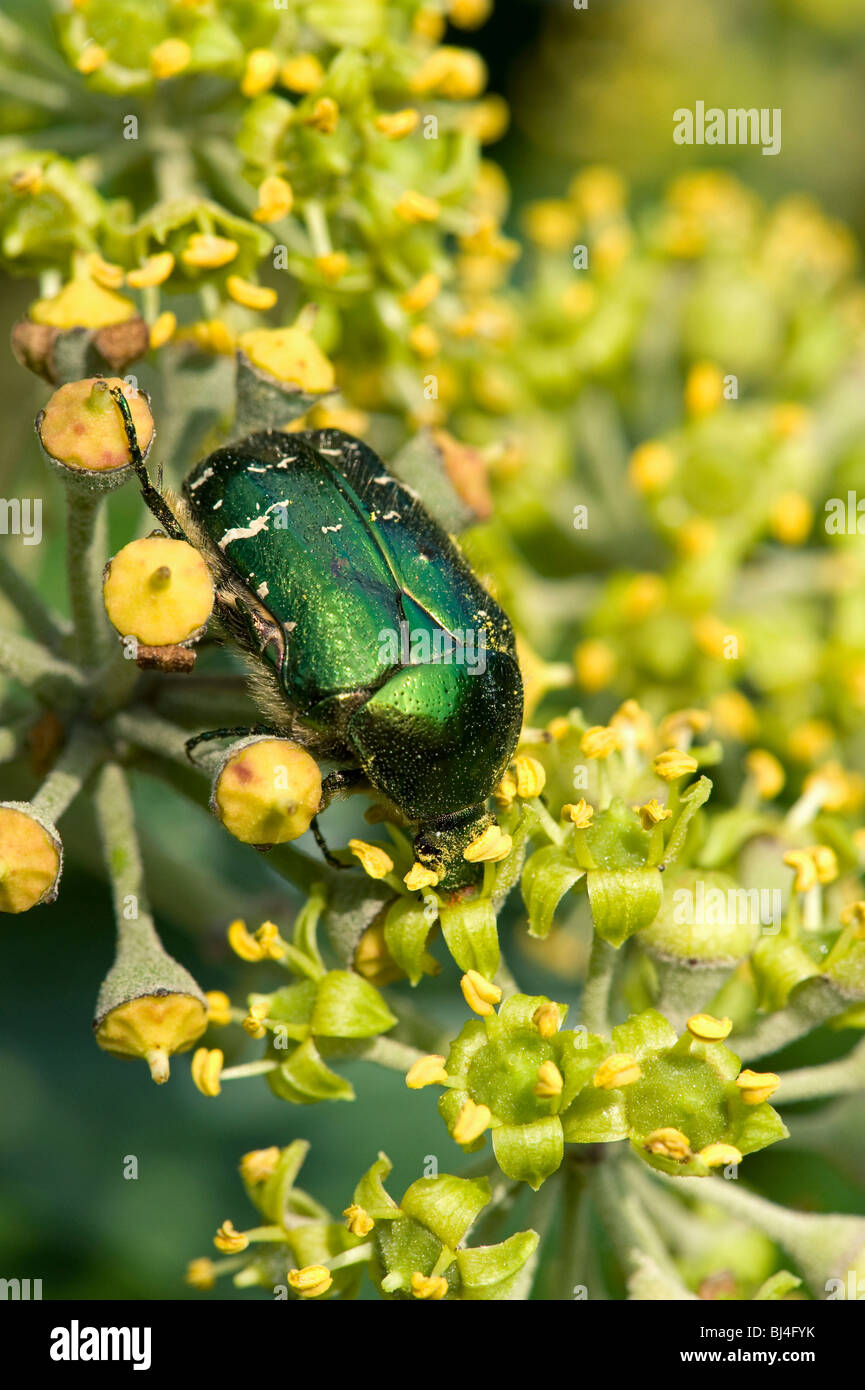 Rose chafer Cetonia aurata on ivy flowers Stock Photo