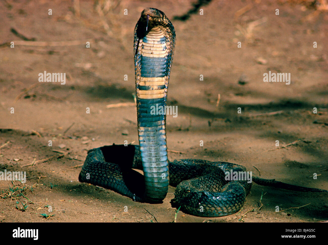 Black-necked cobra, snake