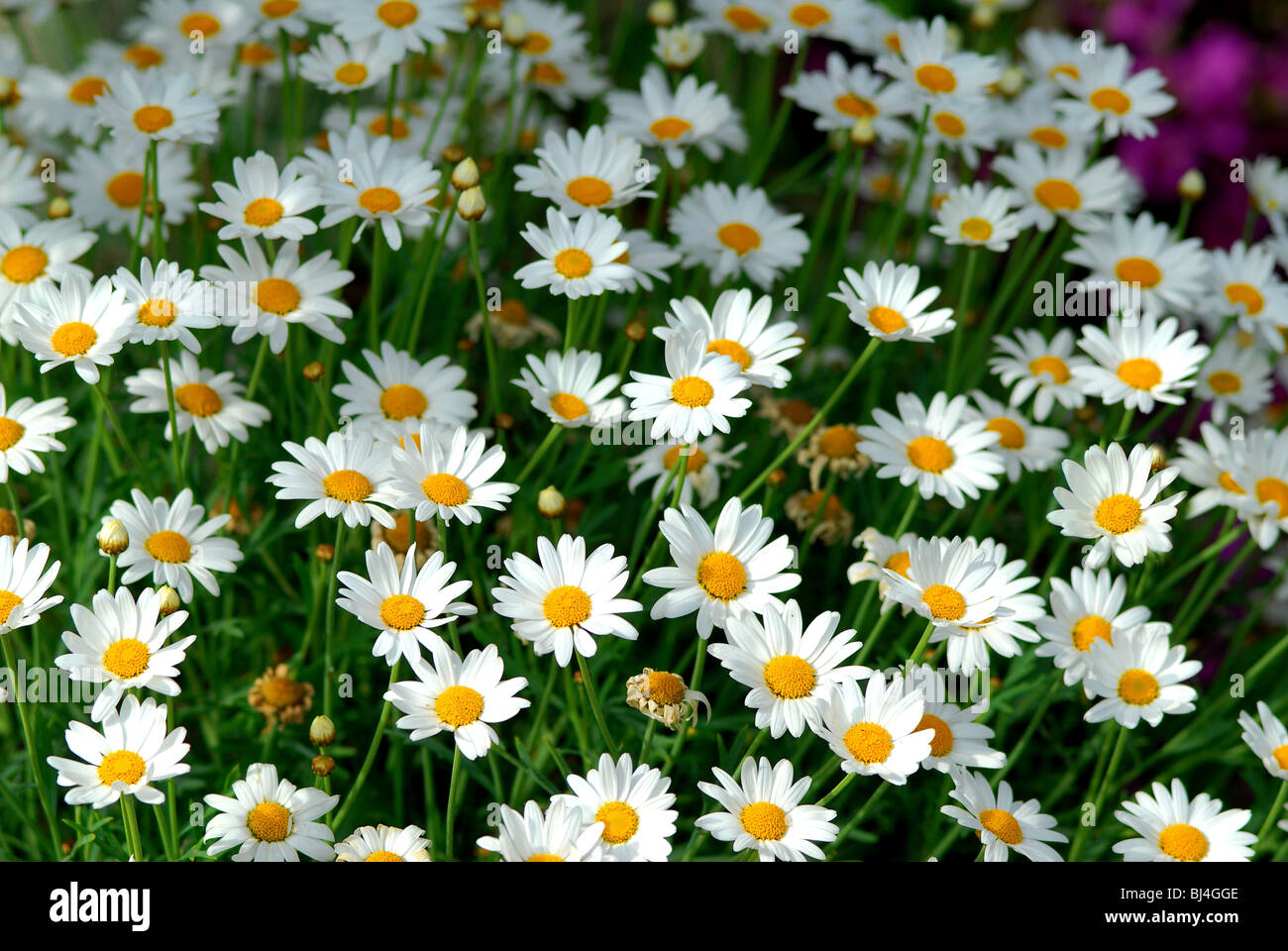 Wild daisies (Argirantemum fruit Stock Photo Alamy