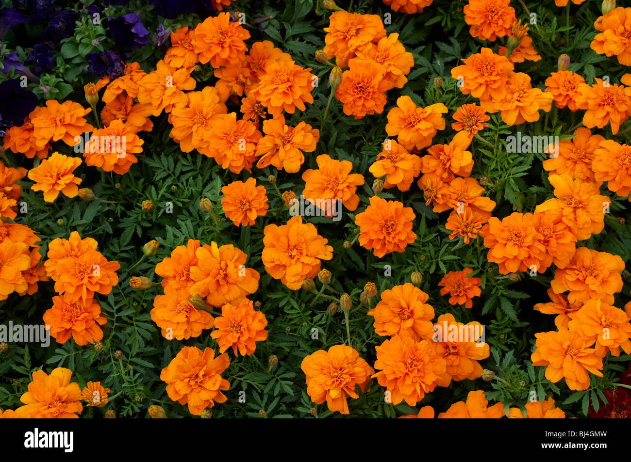 A colourful display of French Marigolds in a flower border Stock Photo
