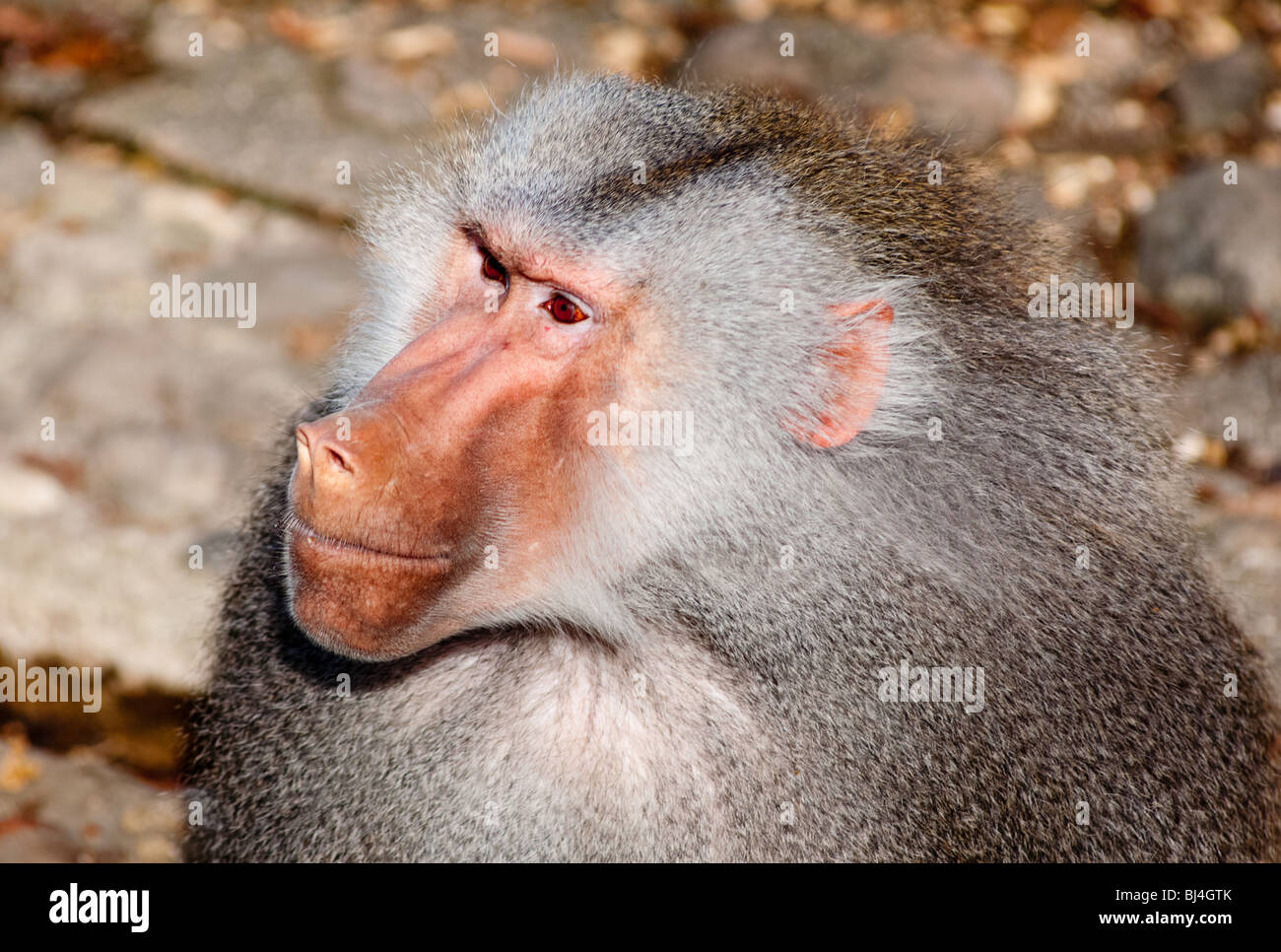 Grey haired Baboon closeup Stock Photo