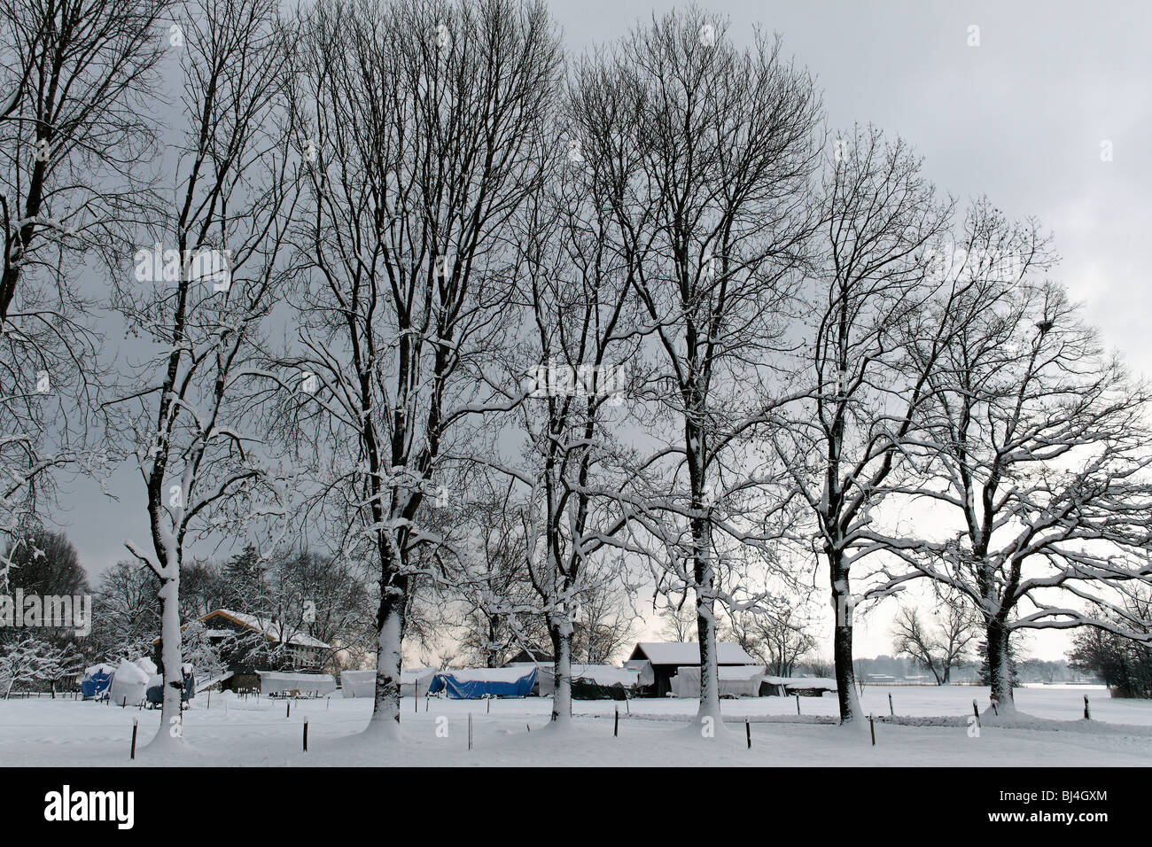 Row Of Beech Trees In Winter High Resolution Stock Photography and ...