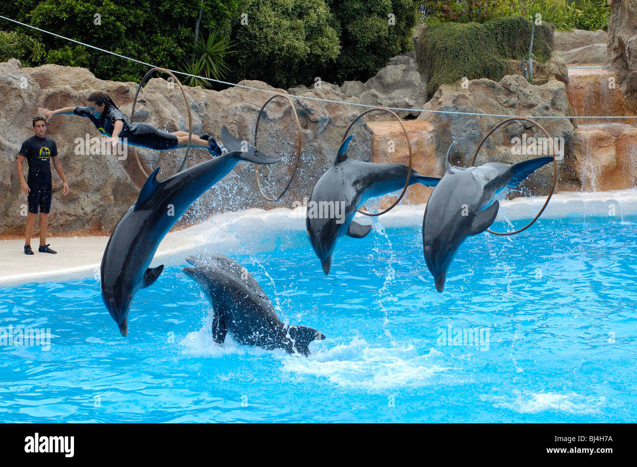 Spain, Canary Islands, Tenerife Puerto de la Cruz, Loro Parque, dolphin show Stock Photo