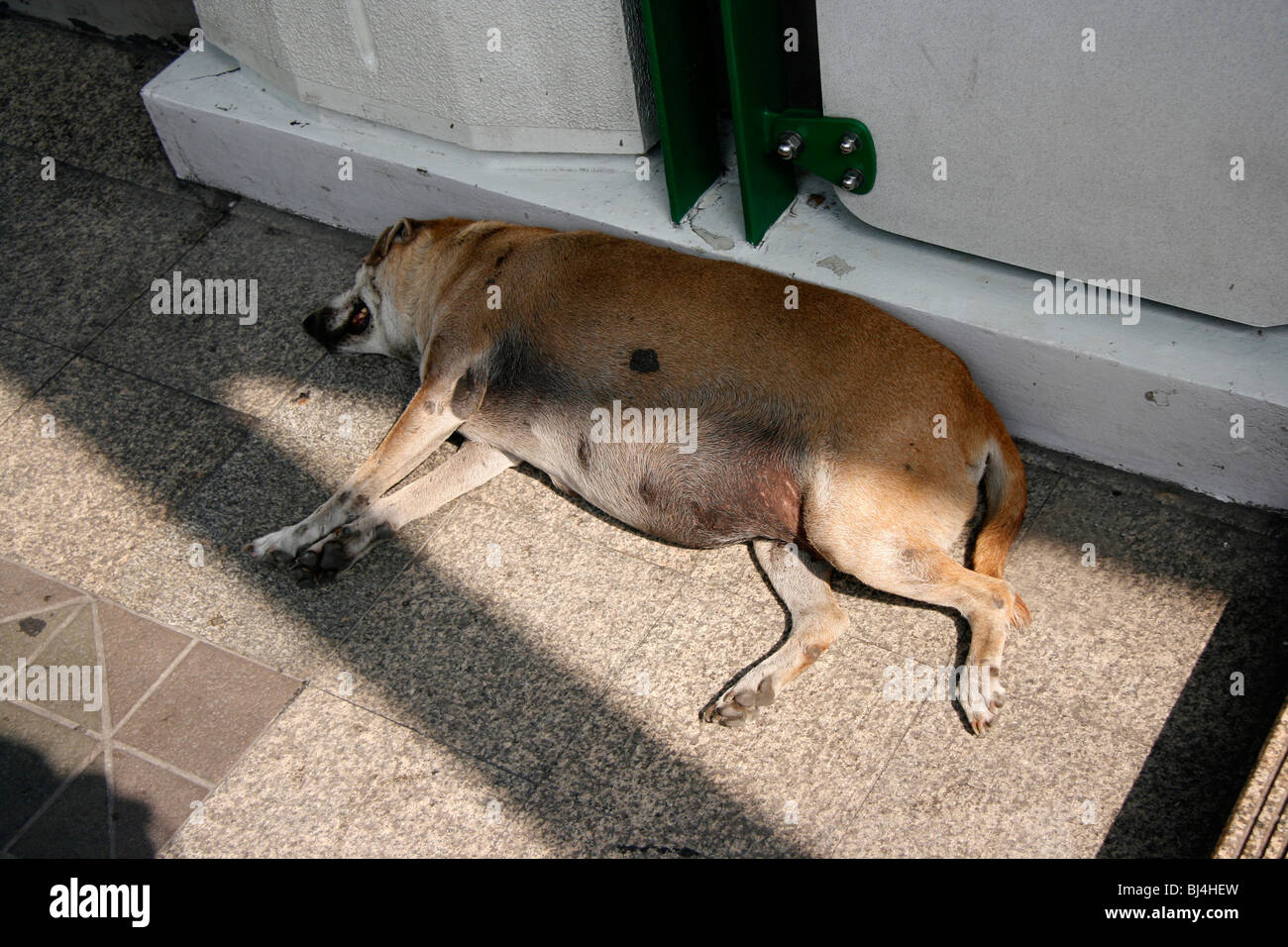 Mangy looking overweight sleeping dog Stock Photo