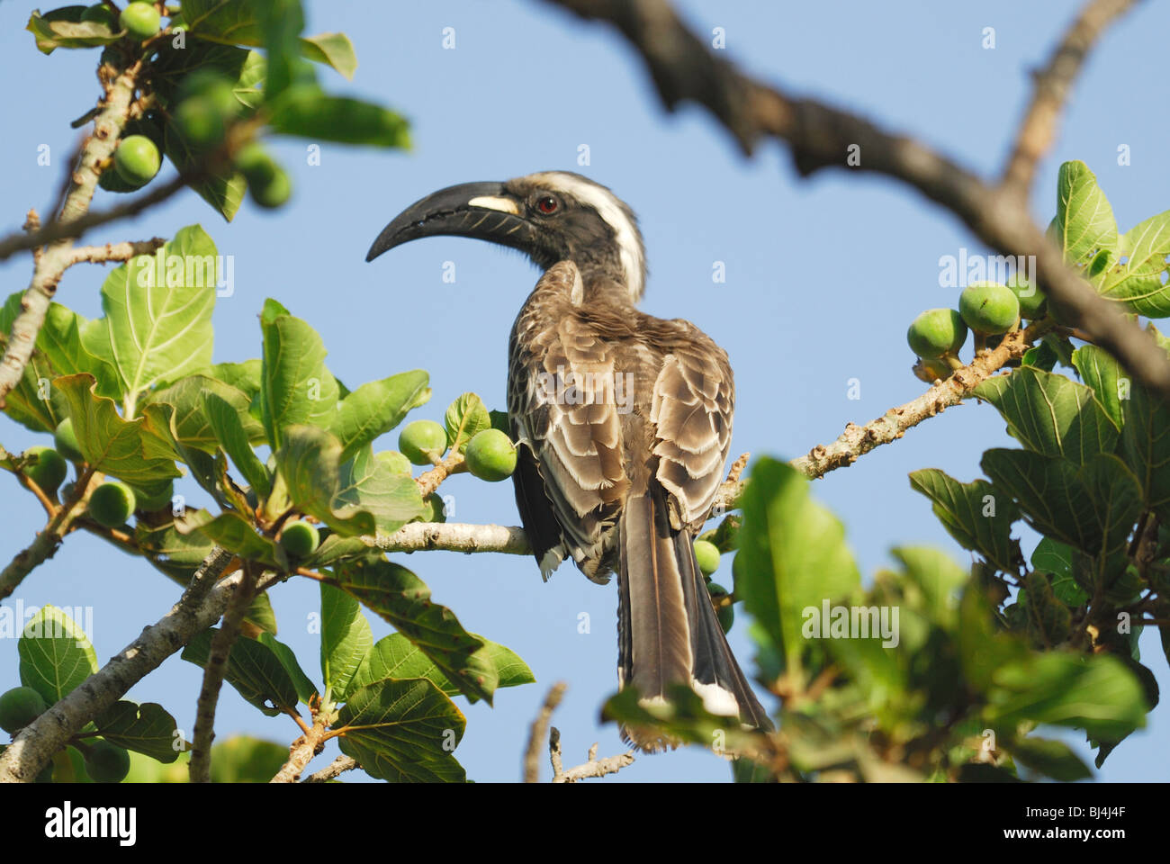 Male African Grey Hornbill (Tockus nasutus) in a fruit tree in The Gambia, Western Africa. April 2009. Stock Photo