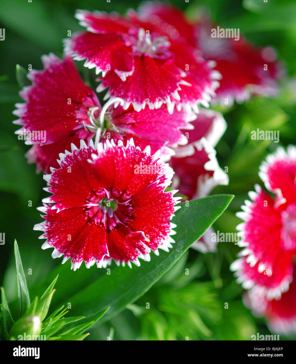 Dianthus caryophyllus. Flower Stock Photo Alamy