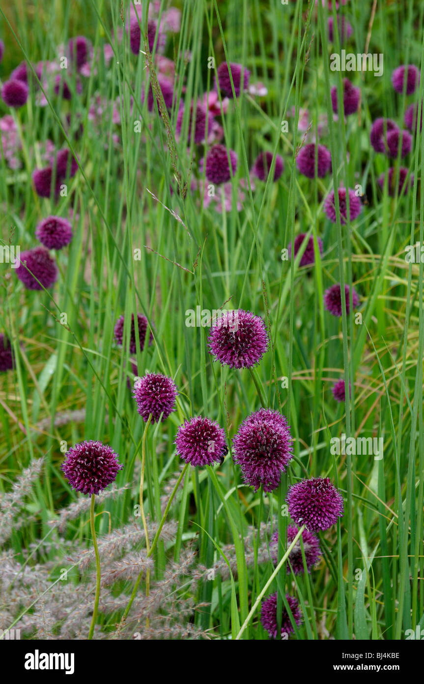 Detail of a flower border with Allium and grasses Stock Photo