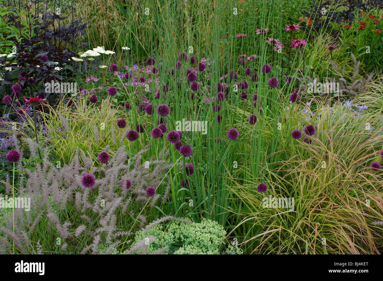 A natural planted garden border with grasses and Allium Stock Photo