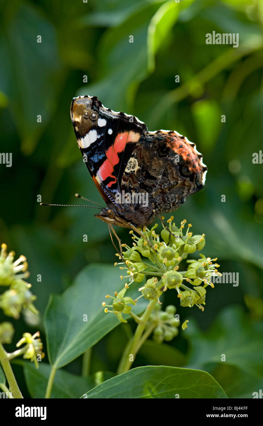 Red admiral hires stock photography and images Alamy