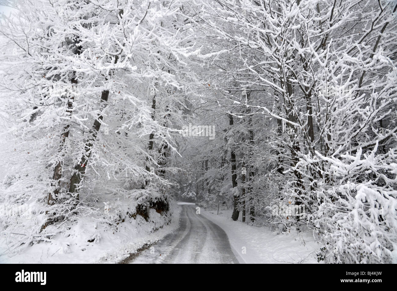 Road through the snowy winter forest Stock Photo