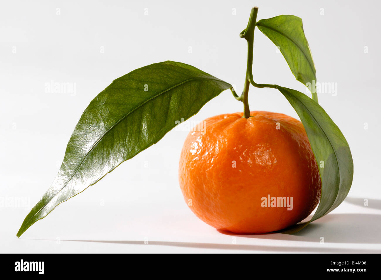 Juicy appetizing mandarin with green leaves Isolated silhouette on white background Food still life photography Stock Photo