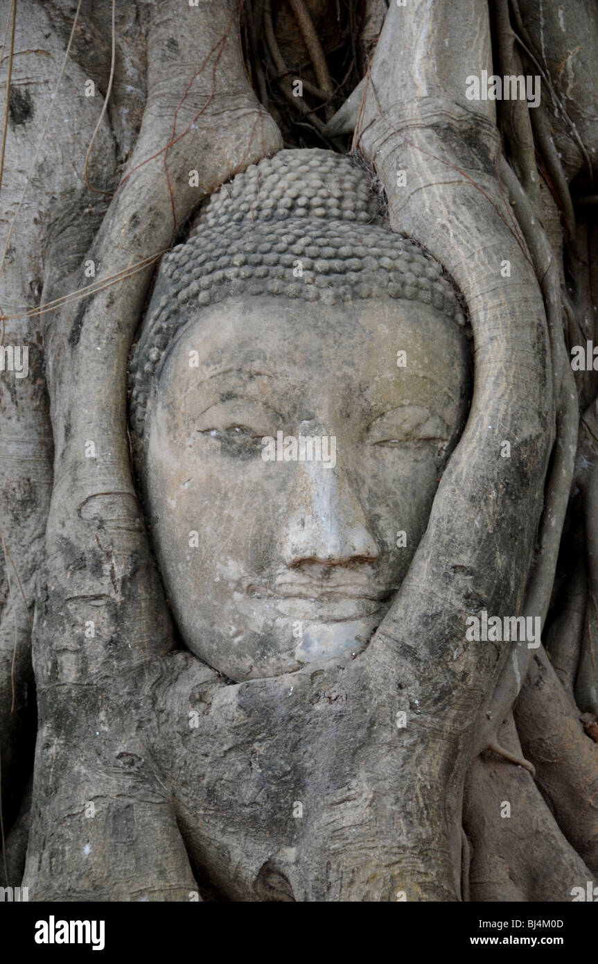The head of a sandstone Buddha entwined in the roots of a Bodhi (Bo) tree, Wat Maya That, Ayutthaya, Thailand. Stock Photo