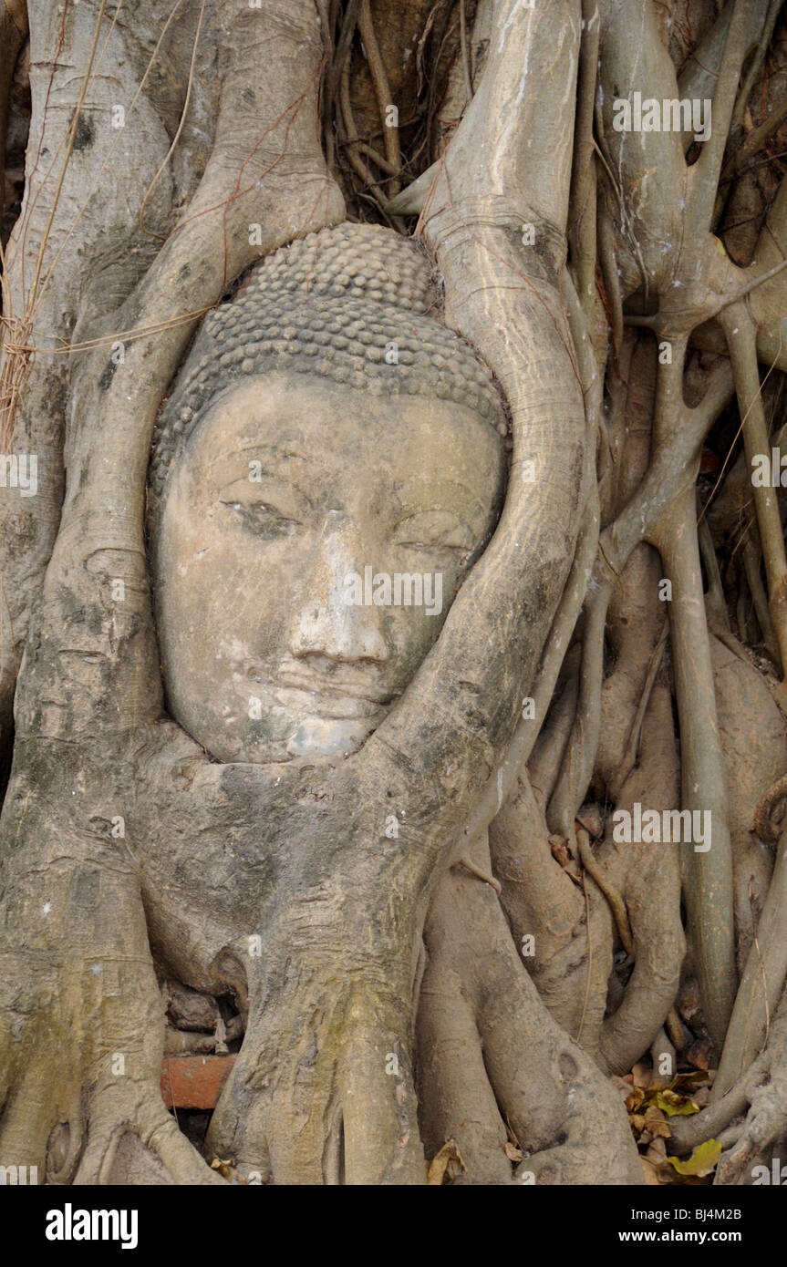 The head of a sandstone Buddha entwined in the roots of a Bodhi (Bo) tree, Wat Maya That, Ayutthaya, Thailand. Stock Photo