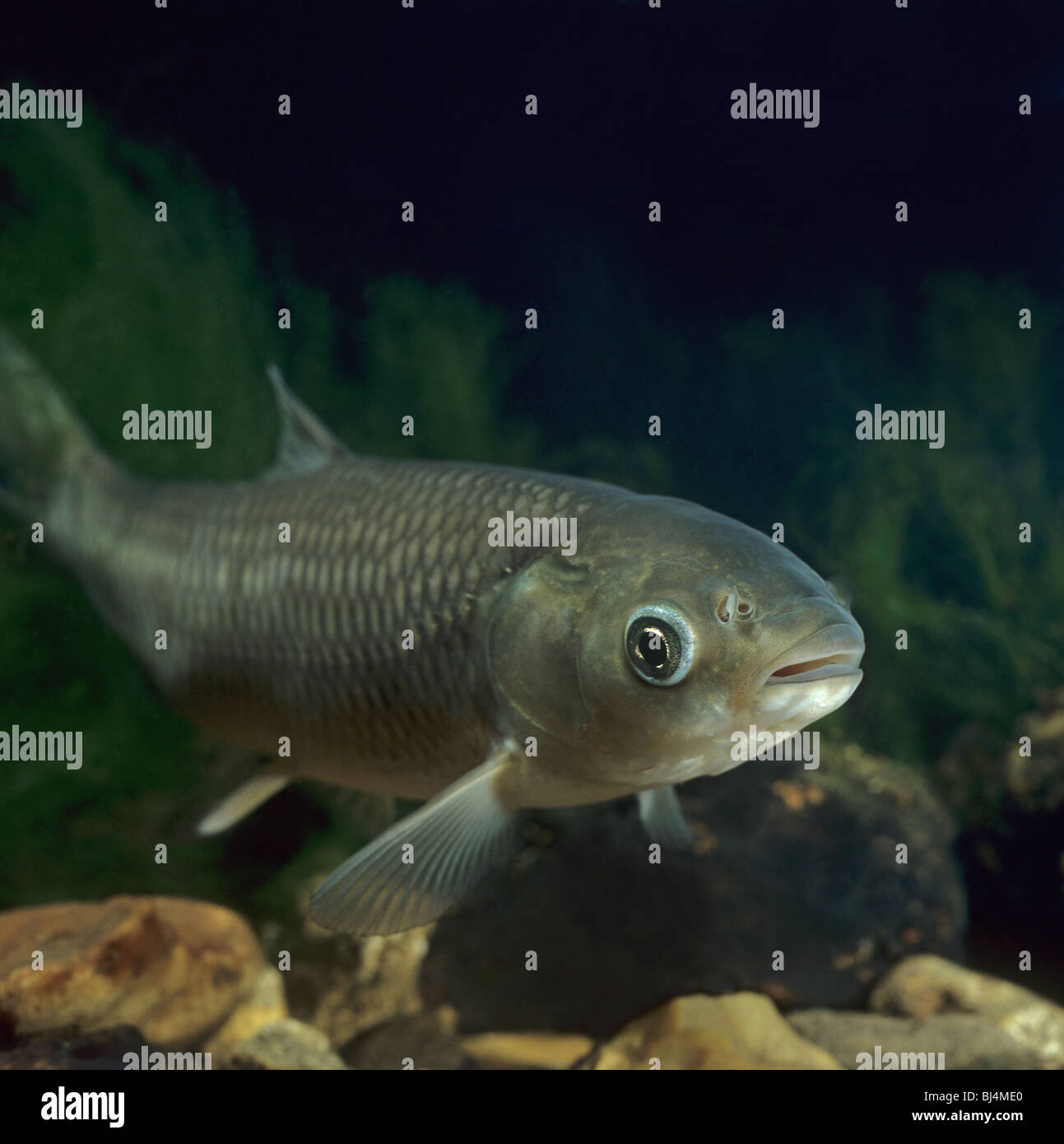 Chinese grass carp or white amur feed on aquatic plants Stock Photo
