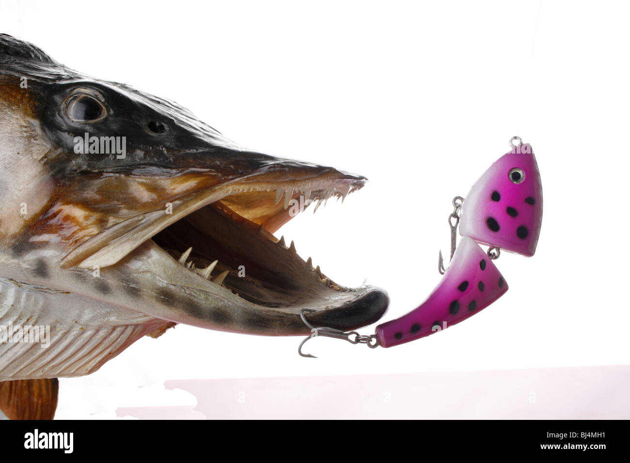 fish with lure hooked in lip white background cutout Stock Photo